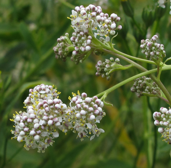 Lepidium